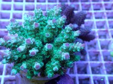 画像2: No.88 フィジー産 カドエダミドリイシ (2)