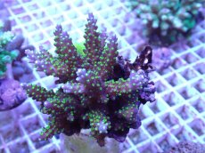 画像1: No.89 フィジー産 トゲホソエダミドリイシ (1)