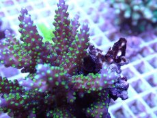 画像2: No.89 フィジー産 トゲホソエダミドリイシ (2)