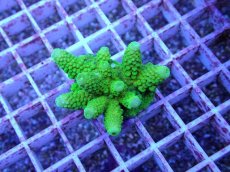 画像1: No.90 フィジー産 ツツユビミドリイシ (1)