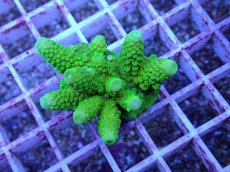 画像2: No.90 フィジー産 ツツユビミドリイシ (2)