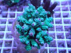 画像1: No.91 フィジー産 カドエダミドリイシ (1)