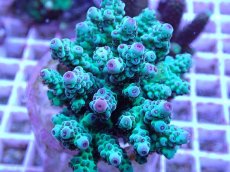 画像2: No.91 フィジー産 カドエダミドリイシ (2)