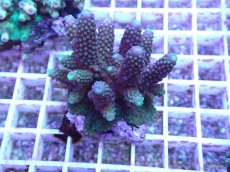 画像1: No.92 フィジー産 ツツユビミドリイシ (1)