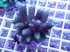 画像2: No.92 フィジー産 ツツユビミドリイシ (2)