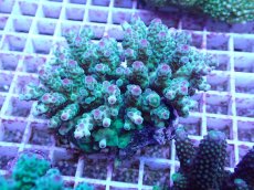 画像1: No.93 フィジー産 カドエダミドリイシ (1)