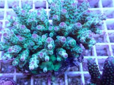 画像2: No.93 フィジー産 カドエダミドリイシ (2)