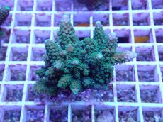 画像1: No.94 フィジー産 浅場ミドリイシ (1)