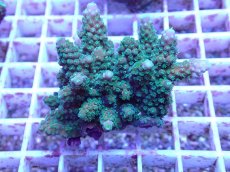 画像2: No.94 フィジー産 浅場ミドリイシ (2)