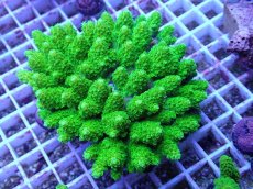 画像1: No.95 オヤユビミドリイシ (1)