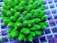 画像2: No.95 オヤユビミドリイシ (2)