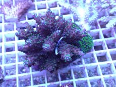 画像1: No.96 フィジー産 浅場ミドリイシ (1)