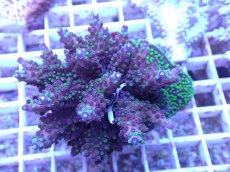 画像2: No.96 フィジー産 浅場ミドリイシ (2)