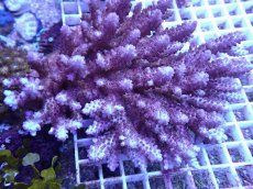 画像1: No.97 オーストラリア産 浅場ミドリイシ (1)