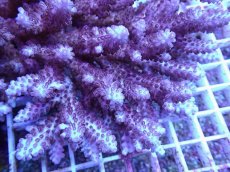 画像2: No.97 オーストラリア産 浅場ミドリイシ (2)