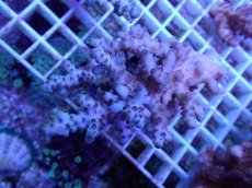 画像1: No.98 オーストラリア産 ロリペス (1)