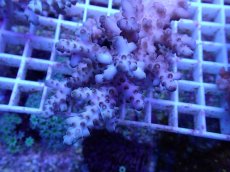 画像2: No.98 オーストラリア産 ロリペス (2)