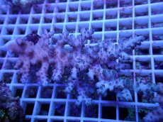 画像1: No.99 オーストラリア産 ロリペス (1)