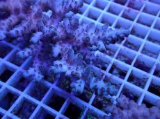 画像2: No.99 オーストラリア産 ロリペス (2)