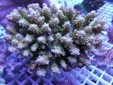 画像1: No.100 オーストラリア産 浅場ミドリイシ (1)