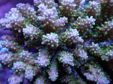 画像2: No.100 オーストラリア産 浅場ミドリイシ (2)