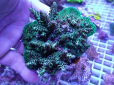 画像1: No.101 フィジー産 浅場ミドリイシ (1)