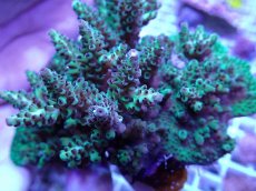 画像2: No.101 フィジー産 浅場ミドリイシ (2)