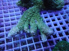 画像2: No.102 オーストラリア産 ヤスリミドリイシ (2)