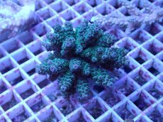 画像1: No.103 フィジー産 カドエダミドリイシ (1)