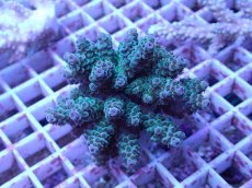 画像2: No.103 フィジー産 カドエダミドリイシ (2)