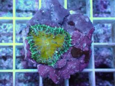 画像1: No.1 オーストラリア産 ディスクコーラルsp (1)