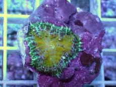 画像2: No.1 オーストラリア産 ディスクコーラルsp (2)