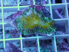 画像1: No.2 オーストラリア産 ディスクコーラルsp (1)