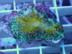 画像2: No.2 オーストラリア産 ディスクコーラルsp (2)