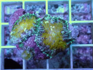 No.7 ライブロック 二個セット 海藻など付き 約2.2kg 【人気No.1】を