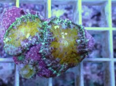 画像2: No.3 オーストラリア産 ディスクコーラルsp (2)