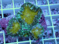 画像1: No.4 オーストラリア産 ディスクコーラルsp (1)