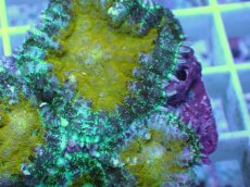 画像2: No.4 オーストラリア産 ディスクコーラルsp (2)