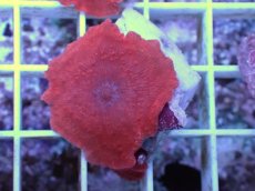 画像1: No.5 オーストラリア産 ディスクコーラルsp　レッド (1)