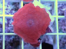 画像2: No.5 オーストラリア産 ディスクコーラルsp　レッド (2)