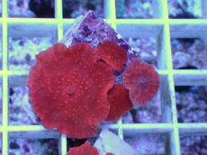 画像1: No.6 オーストラリア産 ディスクコーラルsp　レッド (1)