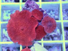 画像2: No.6 オーストラリア産 ディスクコーラルsp　レッド (2)