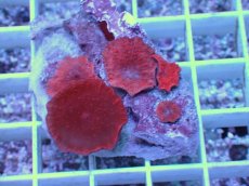 画像1: No.7 オーストラリア産 ディスクコーラルsp　レッド (1)