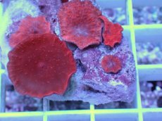 画像2: No.7 オーストラリア産 ディスクコーラルsp　レッド (2)