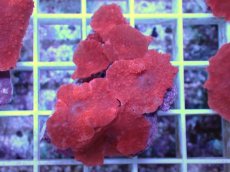 画像1: No.8 オーストラリア産 ディスクコーラルsp　レッド (1)