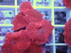 画像2: No.8 オーストラリア産 ディスクコーラルsp　レッド (2)