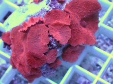 画像2: No.9 オーストラリア産 ディスクコーラルsp　レッド (2)