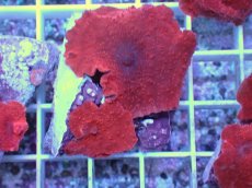 画像1: No.10 オーストラリア産 ディスクコーラルsp　レッド (1)