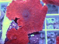 画像2: No.10 オーストラリア産 ディスクコーラルsp　レッド (2)