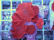 画像1: No.11 オーストラリア産 ディスクコーラルsp　レッド (1)